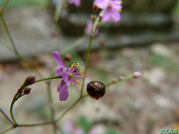 土人蔘20130920  (5)