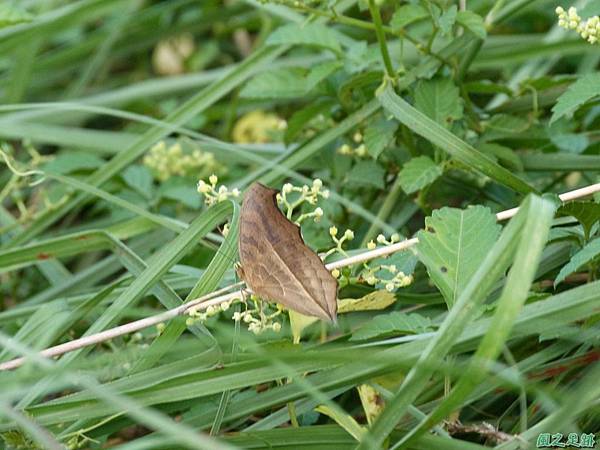 孔雀蛺蝶20130928_5.JPG