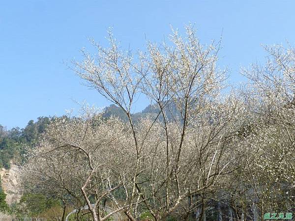 上坪梅園20140111(30)