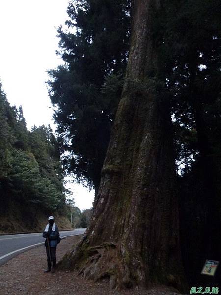 水山巨木20140125(93)