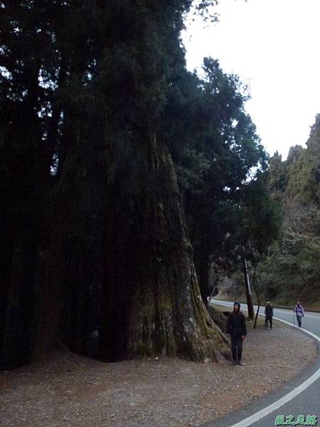 水山巨木20140125(94)