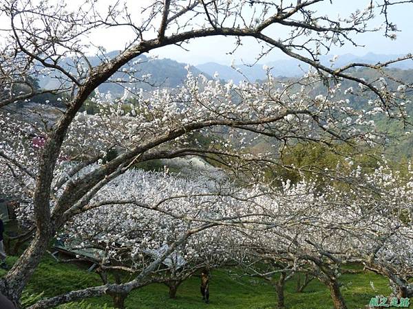 洗水山李花園20140131(1)