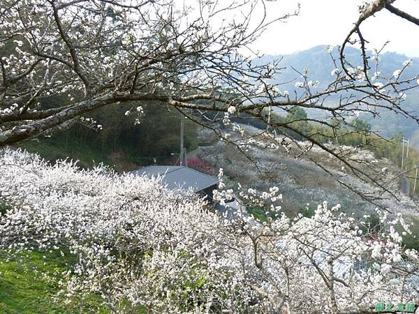 洗水山李花園20140131(2)