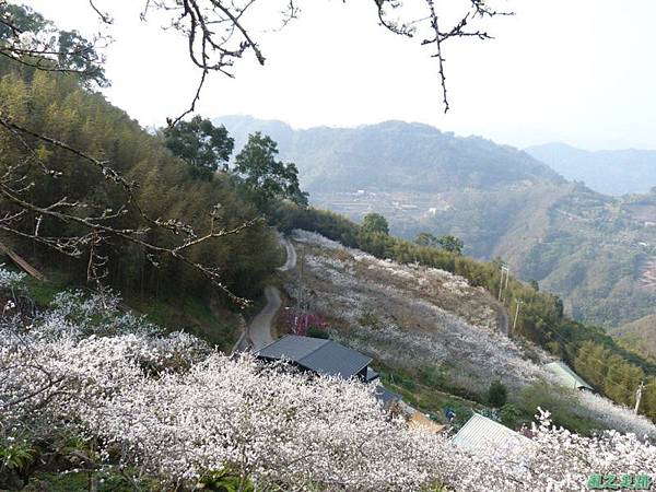 洗水山李花園20140131(3)