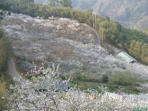 洗水山李花園20140131(5)