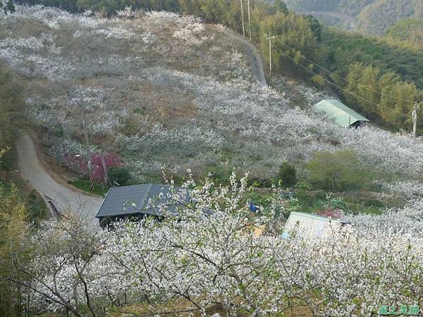 洗水山李花園20140131(6)