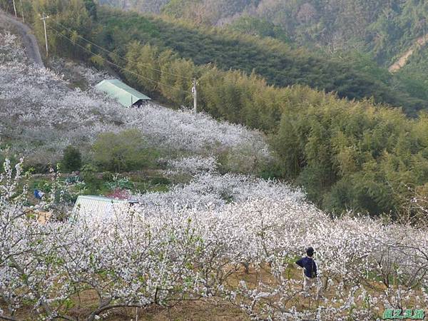 洗水山李花園20140131(7)