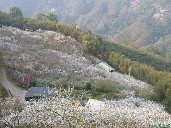 洗水山李花園20140131(8)