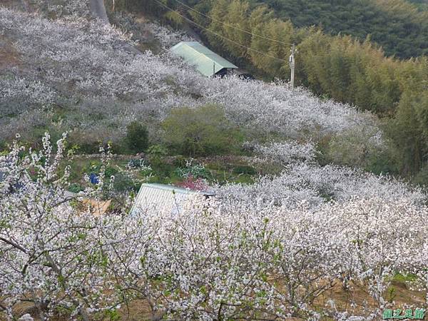 洗水山李花園20140131(10)