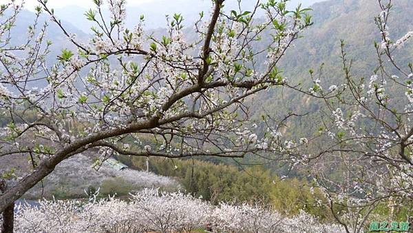 洗水山李花園20140131(13)