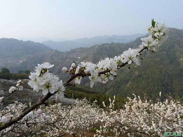 洗水山李花園20140131(14)