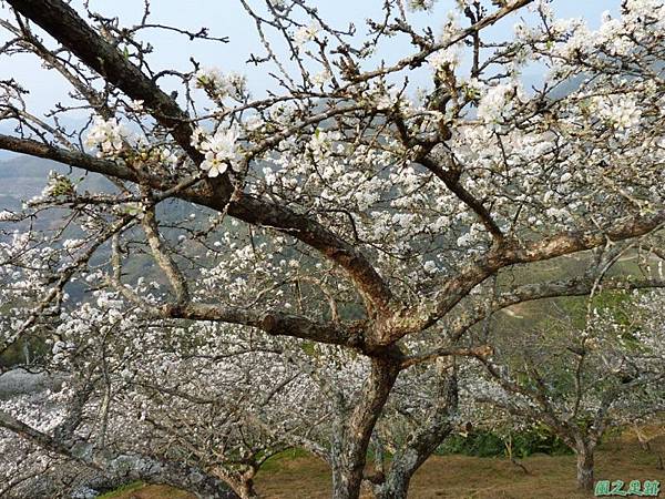 洗水山李花園20140131(15)