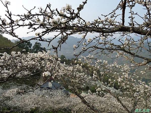 洗水山李花園20140131(16)