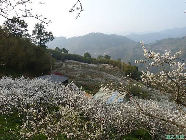 洗水山李花園20140131(17)