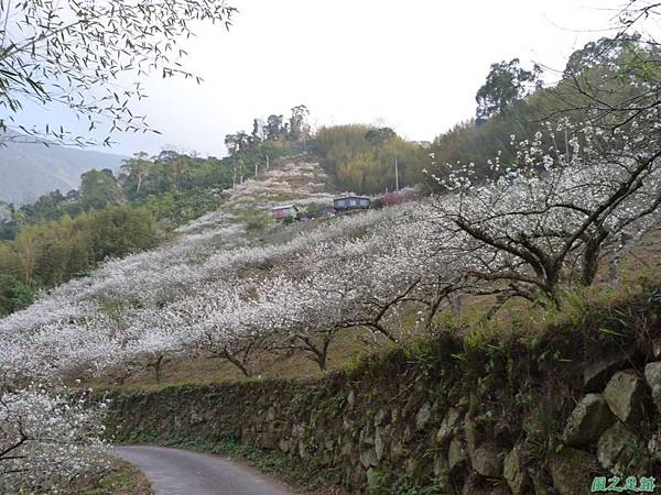 洗水山李花園20140131(21)