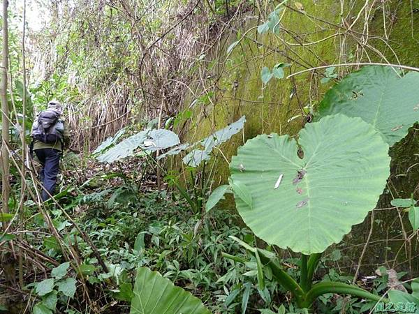 中象道道蛙鳴20140208(4)