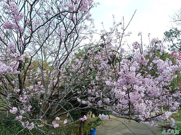 櫻花園20140203(1)