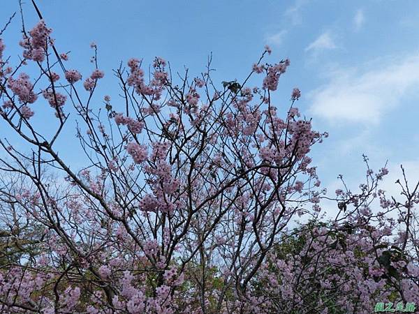 櫻花園20140203(2)