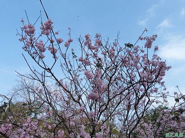 櫻花園20140203(3)