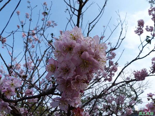 櫻花園20140203(4)