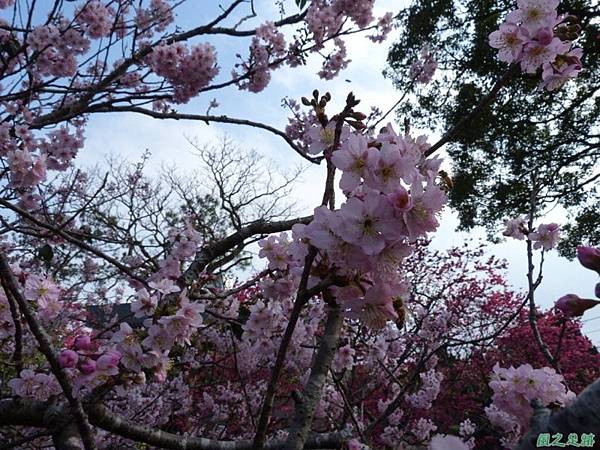 櫻花園20140203(5)