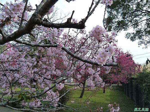 櫻花園20140203(6)