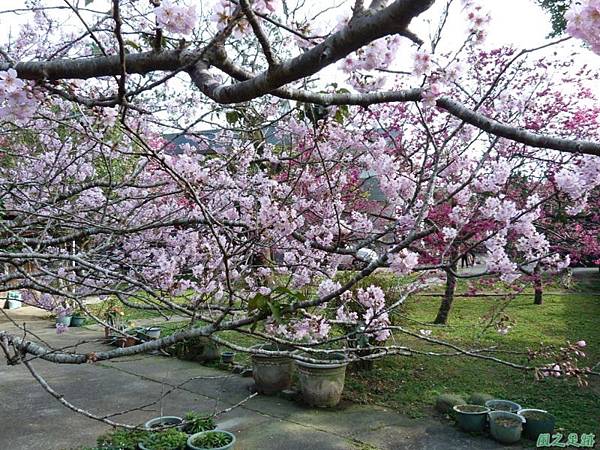 櫻花園20140203(8)