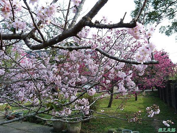 櫻花園20140203(9)