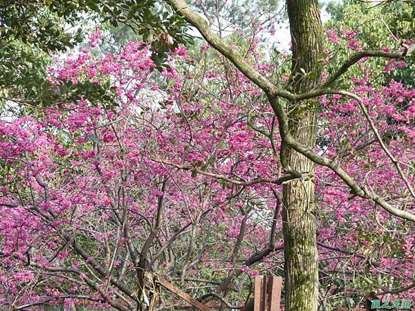 櫻花園20140203(14)