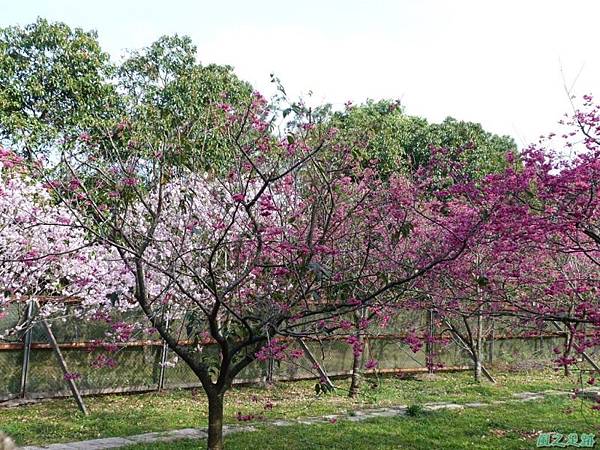 櫻花園20140203(15)