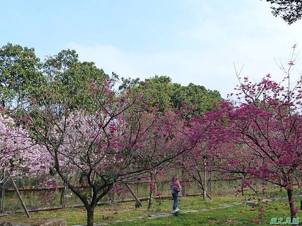 櫻花園20140203(16)