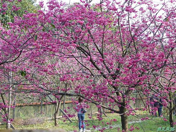 櫻花園20140203(17)