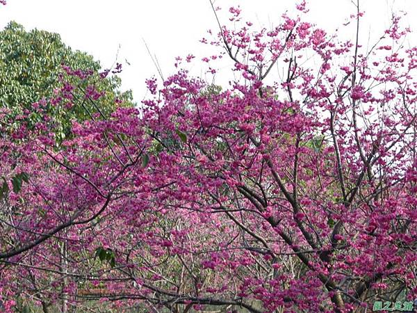 櫻花園20140203(18)