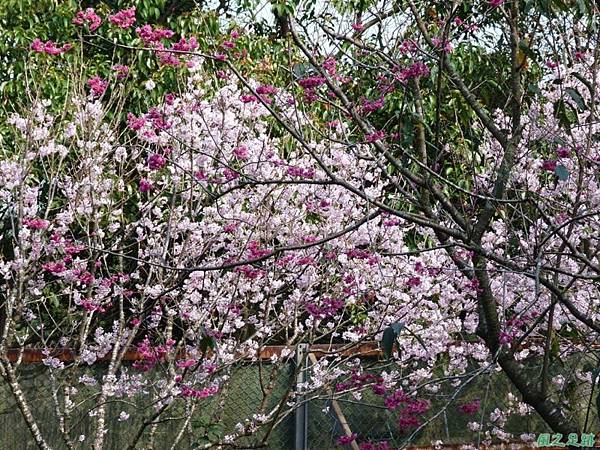 櫻花園20140203(21)