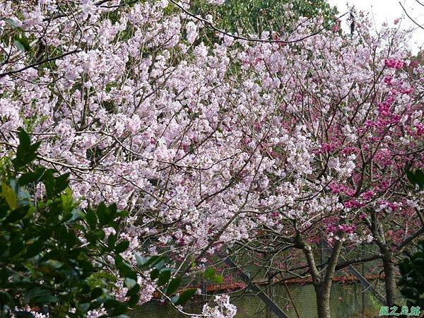 櫻花園20140203(23)