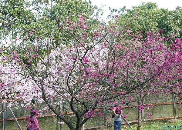 櫻花園20140203(24)