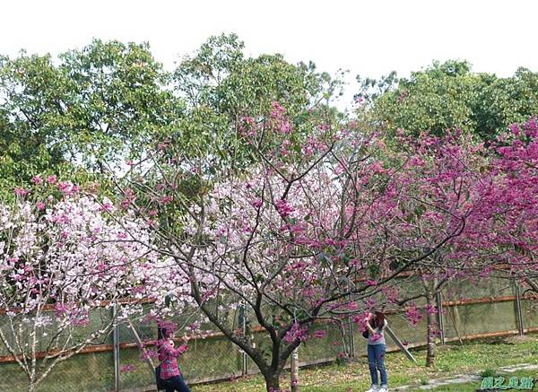 櫻花園20140203(25)