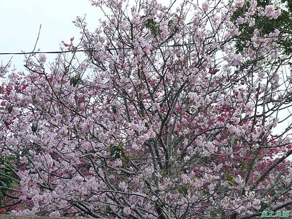 櫻花園20140203(27)