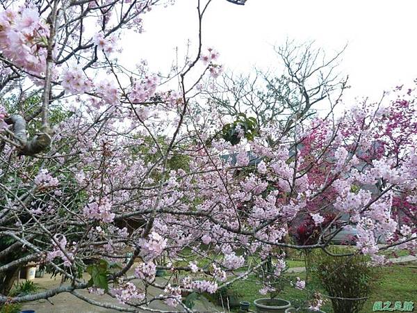 櫻花園20140203(29)