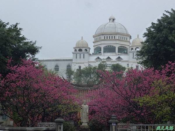 回善寺櫻花20140207(1)