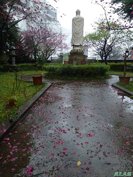 回善寺櫻花20140215(7)