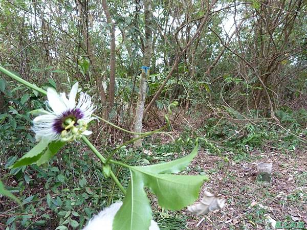 茅埔圍山20130803(67)