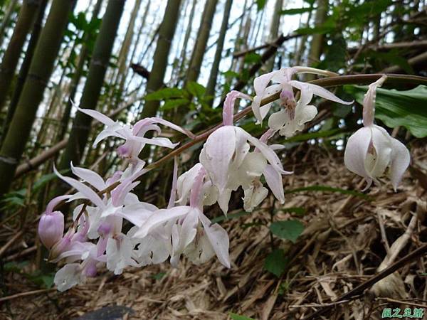 阿里山根節蘭20140228(8)