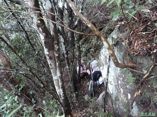 阿里山根節蘭20140228(15)