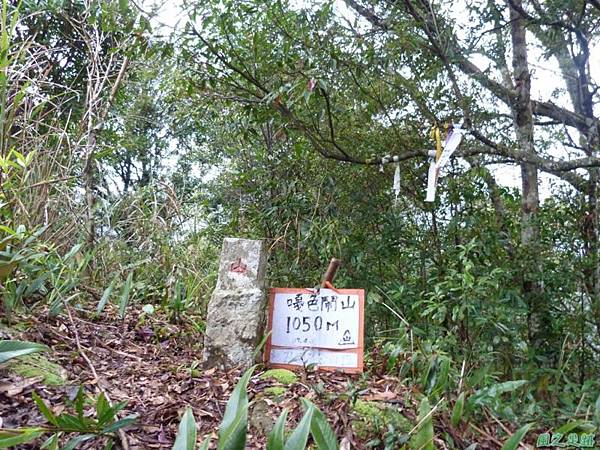 阿里山根節蘭20140228(23)