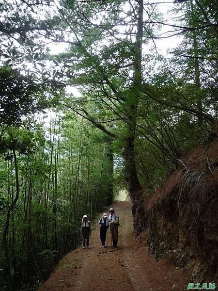 黃萼捲瓣蘭20100918(18)