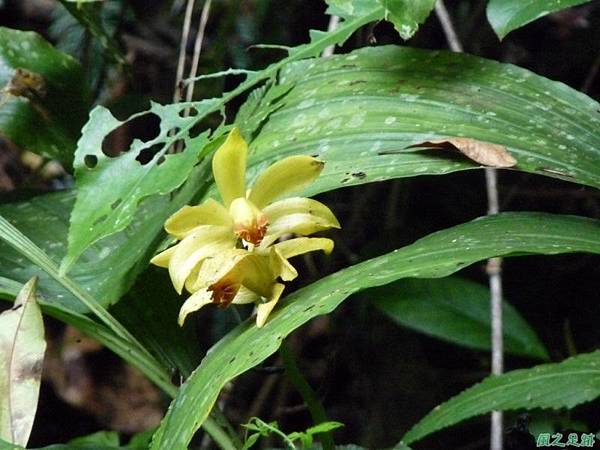 黃花鶴頂蘭20110605(17)