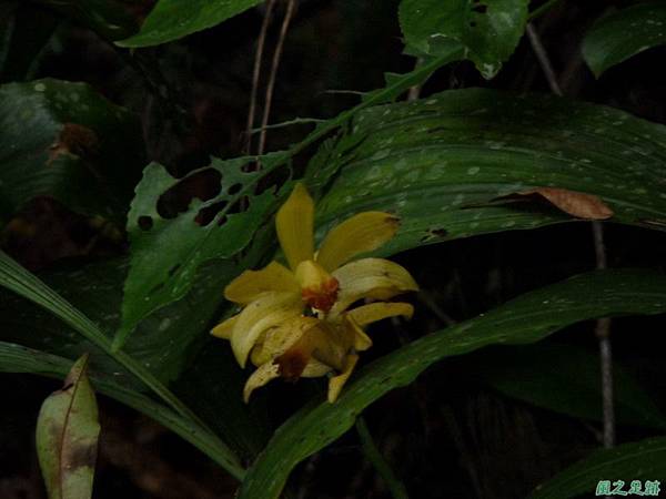 黃花鶴頂蘭20110605(18)