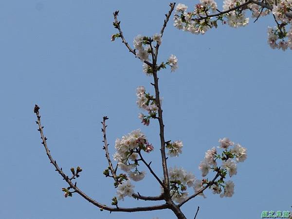 大島櫻20140315(10)