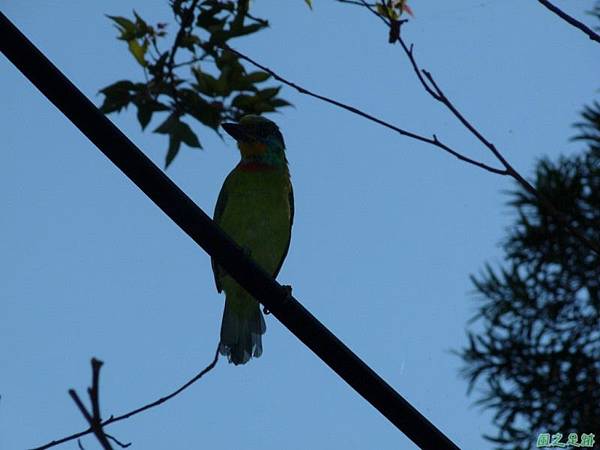 五色鳥20120901(2)